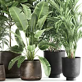 Assorted Green Potted Plants With Broad And Slender Leaves In Terracotta And Black Pots