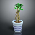 Indoor Decorative Plant with Twisted Stems Green Leaves in White Pot with Purple Stripes