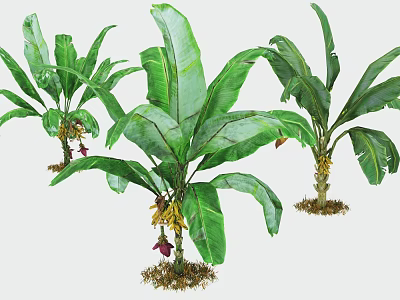 Healthy Banana Plants With Green Leaves And Fresh Fruits In Farmland 3d model