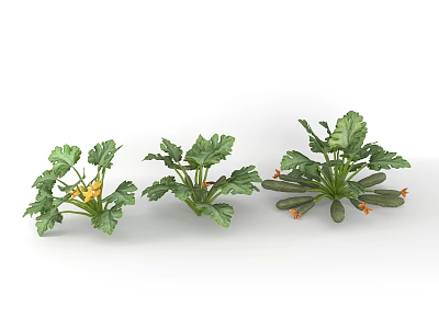 Zucchini Plant Growth Stages With Green Leaves Yellow Flowers And Fresh Fruits 3d model