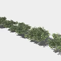 Row of Lush Green Bushes Neatly Arranged With Shadows On Light Background