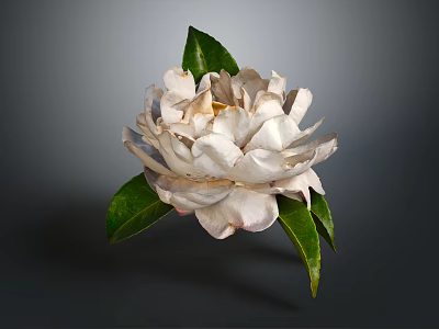 White Flower with Delicate Petals and Fresh Green Leaves Isolated on Dark Background 3d model