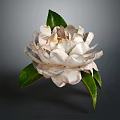 White Flower with Delicate Petals and Fresh Green Leaves Isolated on Dark Background
