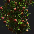 Modern Tree Flat Peach Tree 3d model