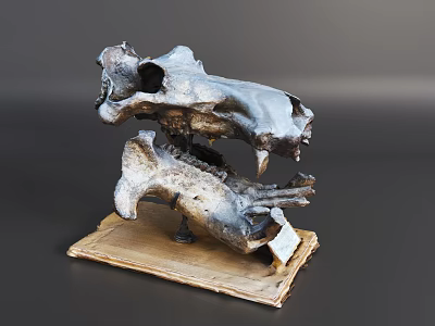 Animal Skull Specimen Displayed On Wooden Base With Jawbone And Teeth 3d model