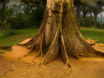 Bonsai Plant With Exposed Roots Natural Soil And Decorative Ceramic Pot 3d model