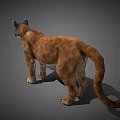 3D Modeled Puma With Brown Fur In Standing Pose On Gray Background