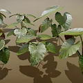 Lush Green and Brown Plant Leaves With Large Visible Veins and Shadows on Brown Background