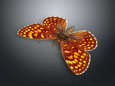 Stunning Brown And Yellow Spotted Butterfly With Open Wings On Dark Background 3d model