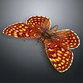 Stunning Brown And Yellow Spotted Butterfly With Open Wings On Dark Background