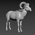 Realistic Gray Ram 3D Model With Large Curved Horns In Standing Pose 3d model