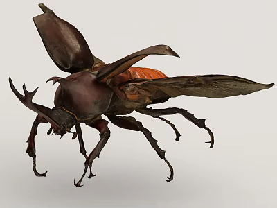 Close Up View Of Large Rhinoceros Beetle With Spread Brown Wings And Horned Head 3d model