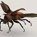 Close Up View Of Large Rhinoceros Beetle With Spread Brown Wings And Horned Head