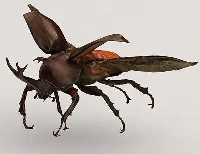 Close Up View Of Large Rhinoceros Beetle With Spread Brown Wings And Horned Head 3d model