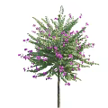 Lush Flowering Arbor with Green Leaves and Purple Blossoms in Full Bloom