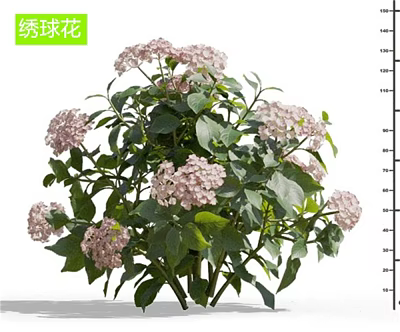 Modern Hydrangea 3d model