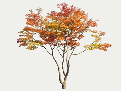 Autumn Deciduous Tree with Vibrant Red Orange Yellow Leaves and Brown Trunk 3d model
