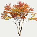 Autumn Deciduous Tree with Vibrant Red Orange Yellow Leaves and Brown Trunk