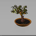 Potted Fruit Tree With Green And Orange Fruits In Orange Planter