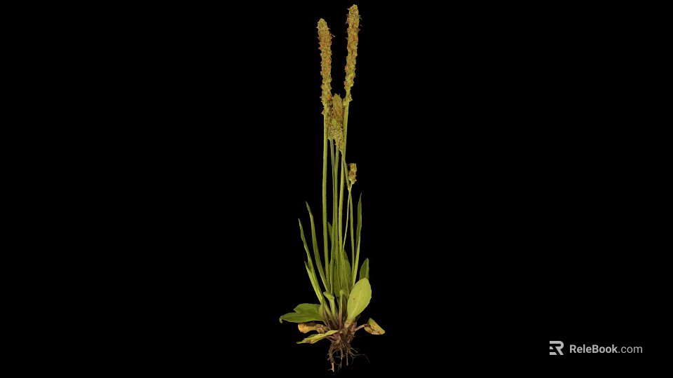 Plant With Long Green Leaves Slender Stems Spike Like Inflorescences On Top Roots With Soil 3d model 