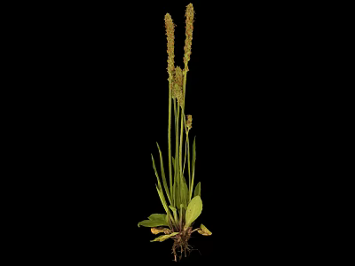 Plant With Long Green Leaves Slender Stems Spike Like Inflorescences On Top Roots With Soil 3d model