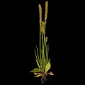 Plant With Long Green Leaves Slender Stems Spike Like Inflorescences On Top Roots With Soil