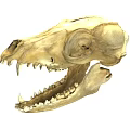 High Quality Animal Skull Medical Teaching Model With Detailed Teeth And Eye Socket