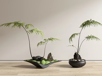 Bonsai Potted Fern Slender Stems Feathery Leaves Black Pots Green Base Light Wall Wooden Floor 3d model