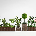 Decorative Leafy Green Plants Including Topiary Tree and Tropical Ferns in Wooden Planters