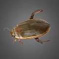 Detailed View Of Green Brown Beetle With Shiny Shell Orange Legs And Compound Eyes