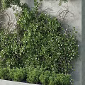 Lush Green Vertical Garden Feature with Plant Covered Wall and Low Shrubs on Concrete Base