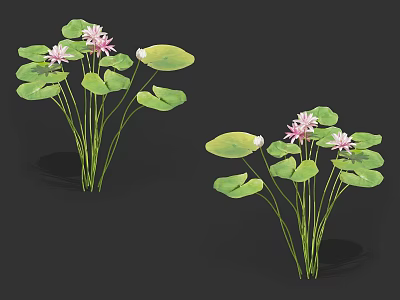 Two Bunches of Lotus Plants with Pink Flowers and Green Leaves on Black Background 3d model