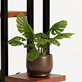 Indoor Decorative Potted Plants Display On Multi Tiered Shelf With Green Leaves And Various Pots