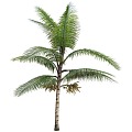 Coconut Tree Brown Tung Tree Tropical Tree Big Tree Trees 3d model