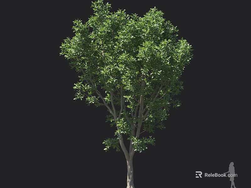 Mature Arbor With Lush Green Foliage And Tall Single Trunk In Outdoor Scene 3d model 