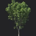 Mature Arbor With Lush Green Foliage And Tall Single Trunk In Outdoor Scene