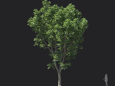 Mature Arbor With Lush Green Foliage And Tall Single Trunk In Outdoor Scene 3d model