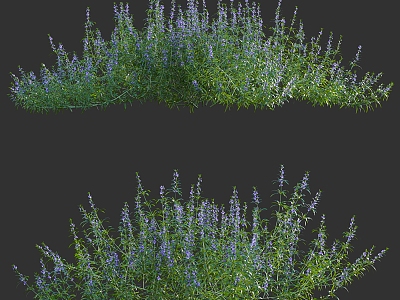 Rosemary bushes model