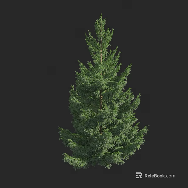 Tall Evergreen Arbor With Lush Green Foliage And Dense Branches 3d model 