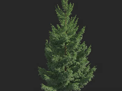 Tall Evergreen Arbor With Lush Green Foliage And Dense Branches 3d model