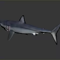 Blue and Purple Shark in Side View with Open Mouth and Fins on Gray Background