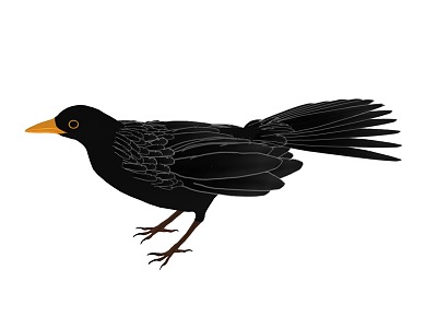 Cartoon Bird Cartoon Blackbird Crow Animal Bird Cartoon Animal 3d model