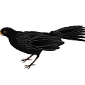 Cartoon Bird Cartoon Blackbird Crow Animal Bird Cartoon Animal 3d model