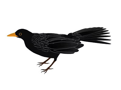 Flying Animal Black Bird With Yellow Beak And Shiny Black Feathers In Standing Posture 3d model