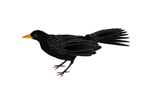 Cartoon Bird Cartoon Blackbird Crow Animal Bird Cartoon Animal 3d model