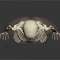 Realistic Human Skeleton Model with Blue Internal Structures and Gray Gradient Background