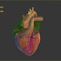 Human Heart Anatomical 3D Model With Detailed Red Vessels And Structure