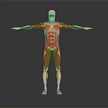 Medical Device 3D Human Muscle Structure Visualization Model for Anatomy Teaching Tool