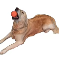 Golden Retriever Dog Lying Down Holding Orange Ball In Mouth On Gray Background