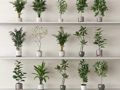 Indoor Bonsai Potted Plants Display On Multi tiered Shelves With Various Plant Varieties 3d model